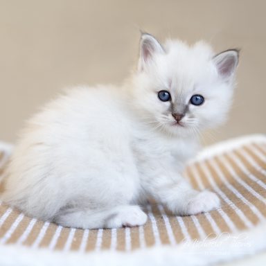 Chiccolino - Blue Tabby