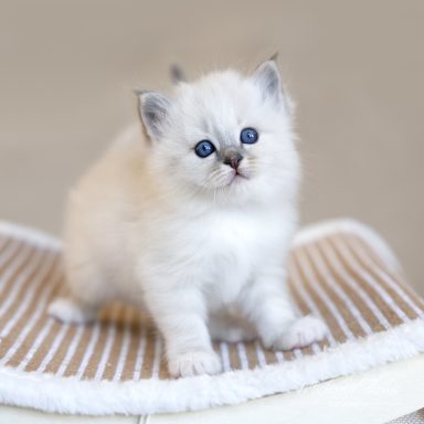 Charleen - Blue Tabby