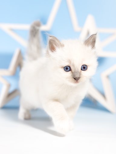 Alani