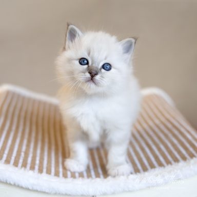 Calimero - Blue Tabby