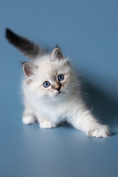 Romeo