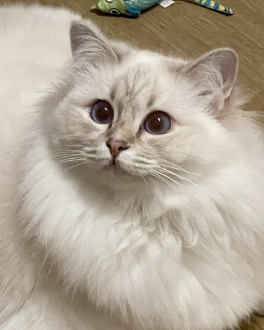 Nala / Stella