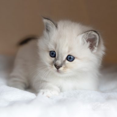 Charleen - Blue Tabby