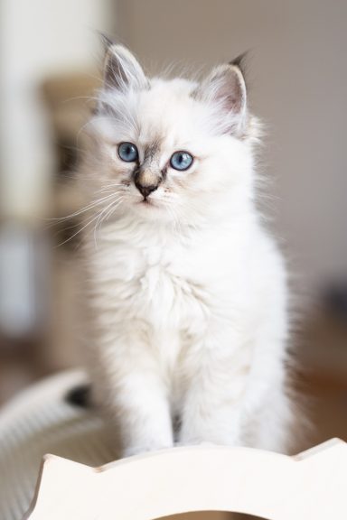 Romeo