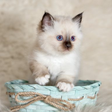 Ringo