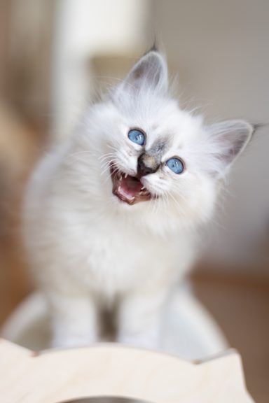 Merlin