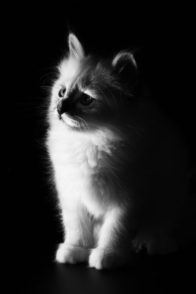 Merlin