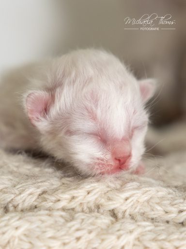 Chiccolino - Blue Tabby