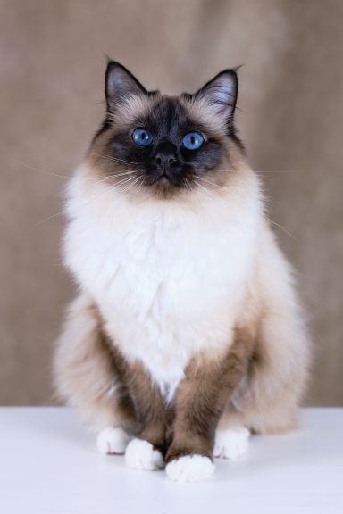 Sancho / Figaro