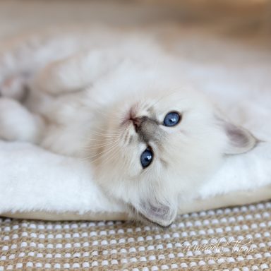 Chiccolino - Blue Tabby