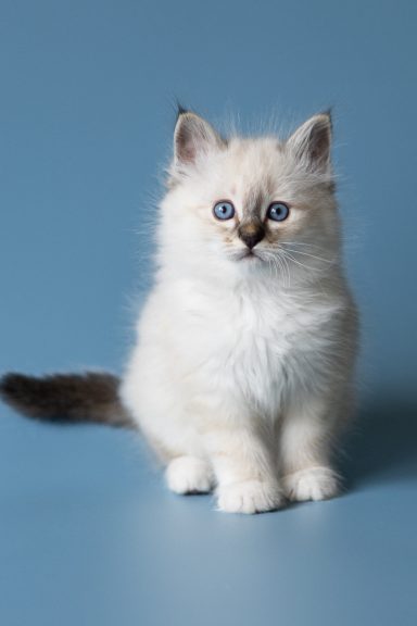 Merlin