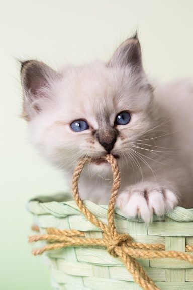 Romeo