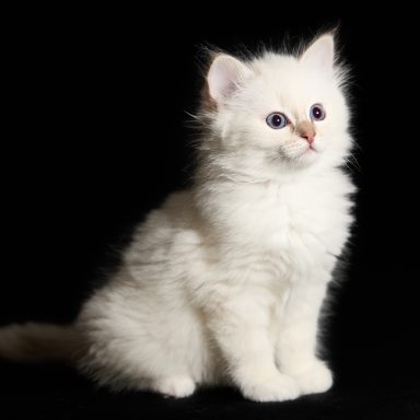 Taro