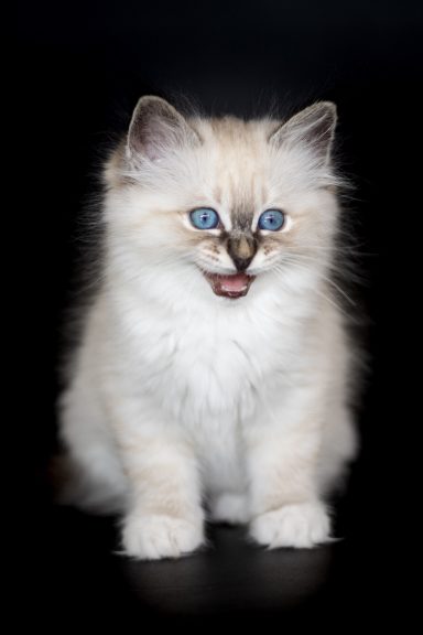 Hazel