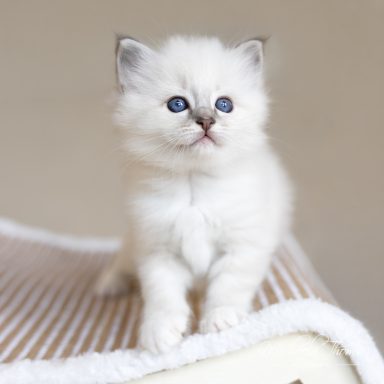 Caliah - Blue Tabby
