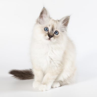 Merlin