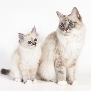Pepino & Mama