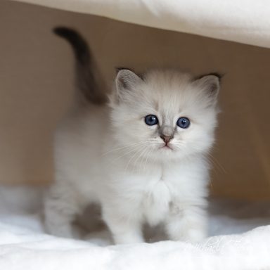 Caliah - Blue Tabby
