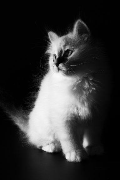 Romeo