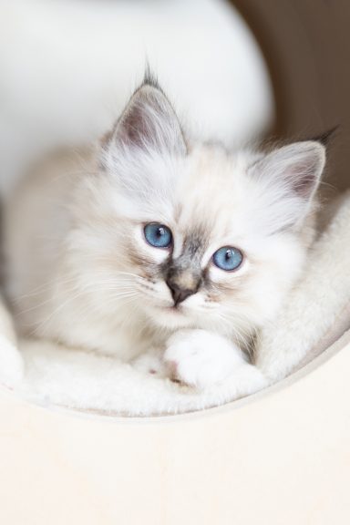 Hazel