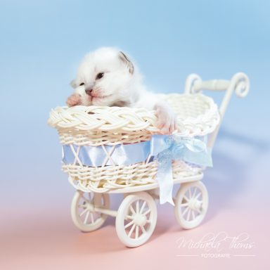 Chiccolino - Blue Tabby