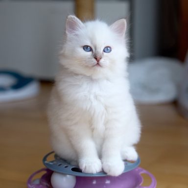 Taro