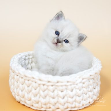 Charleen - Blue Tabby