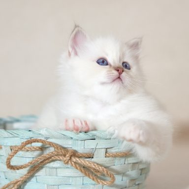 Taro