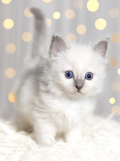 Alani