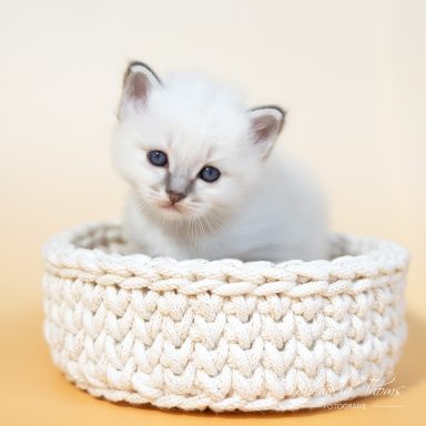 Chiccolino - Blue Tabby