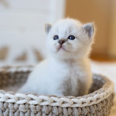 Charleen - Blue Tabby
