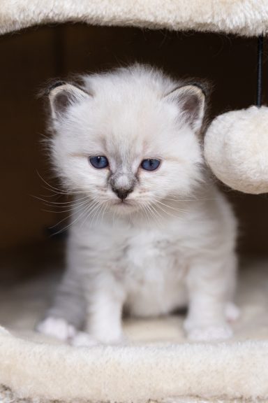 Romeo