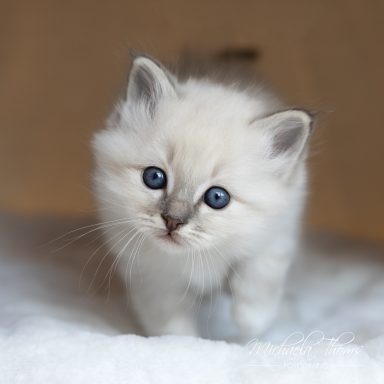 Calimero - Blue Tabby