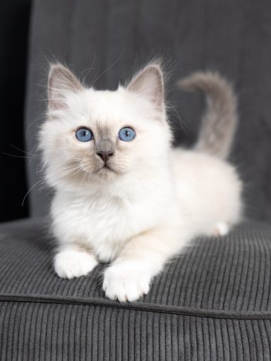 Alani