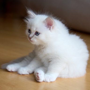 Taro