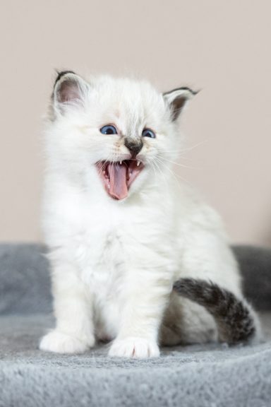 Merlin