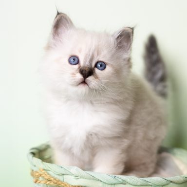 Merlin