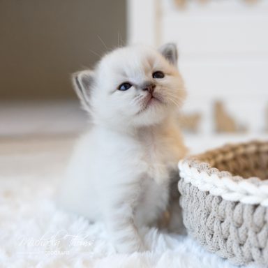 Calimero - Blue Tabby