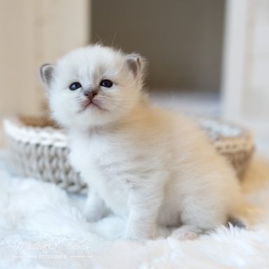 Caliah - Blue Tabby