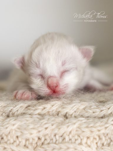 Caliah - Blue Tabby