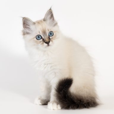 Romeo