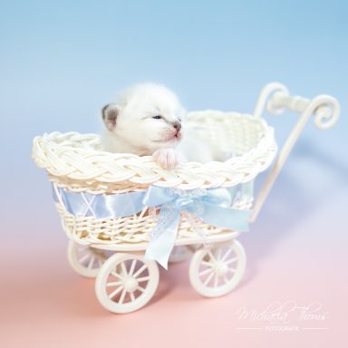 Calimero - Blue Tabby