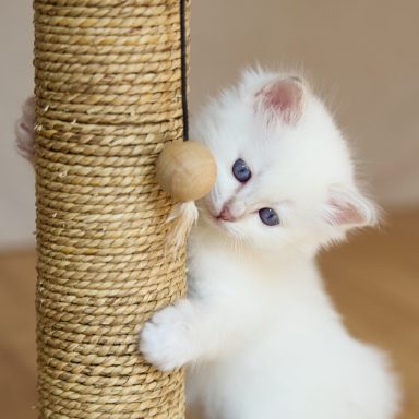 Nala