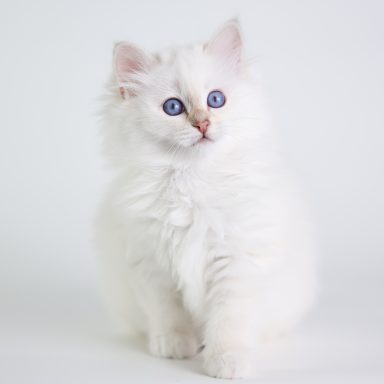 Nala