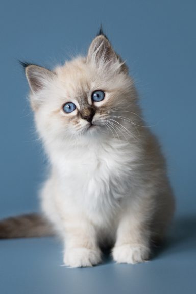 Hazel