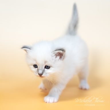 Caliah - Blue Tabby