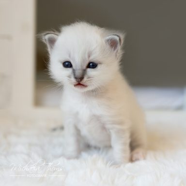 Chiccolino - Blue Tabby