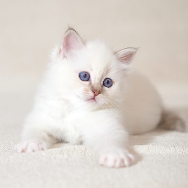 Taro