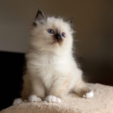 Ringo