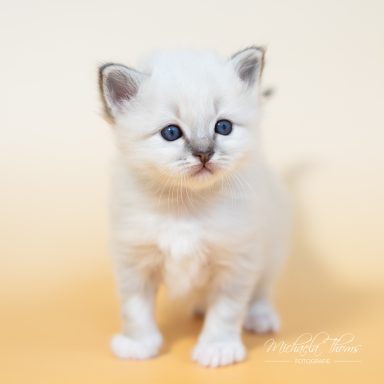 Calimero - Blue Tabby
